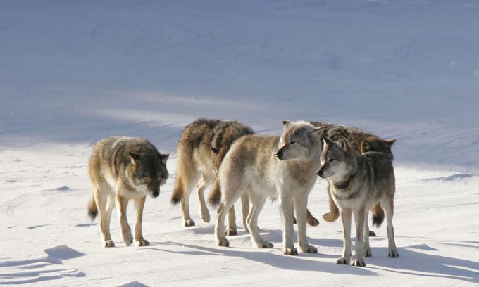 Wolf M93 (the larger, lighter-colored one in front, near the center) with its pack.