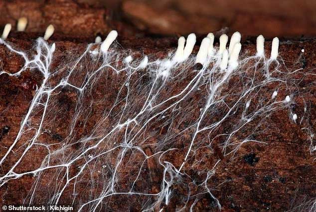 Mushrooms can grow in a circular pattern thanks to a type of fungus called mycelium.