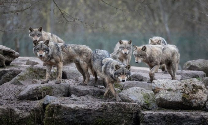 Gray wolves will be released into the wild in Colorado.