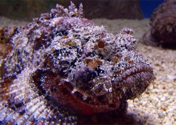 species fish venomous reef dweller deep sea but still served in luxury restaurants 131103