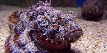 species fish venomous reef dweller deep sea but still served in luxury restaurants 131103