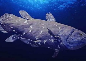 species of freshwater fish a century of pregnancy at least 5 years 129346