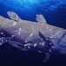 species of freshwater fish a century of pregnancy at least 5 years 129346