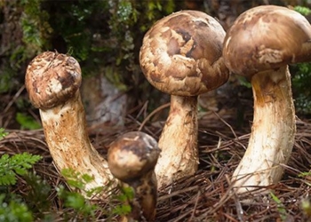 species of men growing at an altitude higher than 2000m the world has not yet had rich people in vietnam competing to harvest 131140