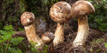 species of men growing at an altitude higher than 2000m the world has not yet had rich people in vietnam competing to harvest 131140
