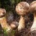 species of men growing at an altitude higher than 2000m the world has not yet had rich people in vietnam competing to harvest 131140