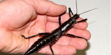 species thought extinct more than 100 years phenomenon resurrection surprises scientists delighted astonished 131487