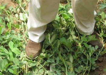 strange chinese farmer cultivating lacquer should climb tree expert cat should do 130450