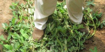 strange chinese farmer cultivating lacquer should climb tree expert cat should do 130450