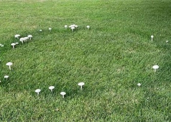 strange circle discovered in the garden of a woman who is asking the internet and surprised by the answer 129422