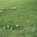 strange circle discovered in the garden of a woman who is asking the internet and surprised by the answer 129422