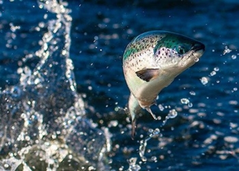 strange fish turned into a snake 130872