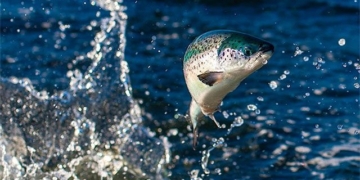 strange fish turned into a snake 130872