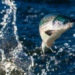 strange fish turned into a snake 130872