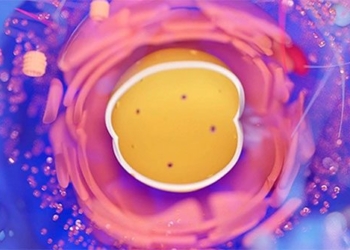 strange model found in human stem cells 129900
