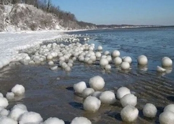 strange thousands of flowers falling into the sea 130754
