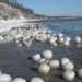 strange thousands of flowers falling into the sea 130754