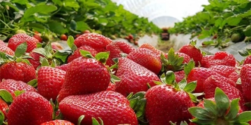 strawberry weapon lost against memory loss 130920