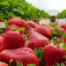 strawberry weapon lost against memory loss 130920