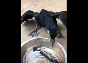 stunned with swallowing speed like a bird beak 130653