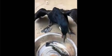 stunned with swallowing speed like a bird beak 130653