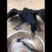 stunned with swallowing speed like a bird beak 130653
