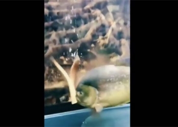 stunning discovery of a fish species that can strongly attack 3 times the crocodile 131030