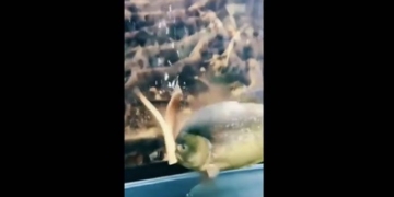 stunning discovery of a fish species that can strongly attack 3 times the crocodile 131030