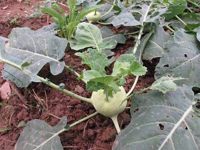 Turnip is very nutritious and offers many health benefits.