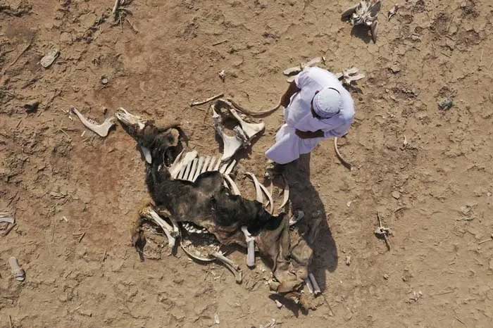 A farmer beside the carcass of a buffalo dead from drought and salinity in the Basra marshes, Iraq.