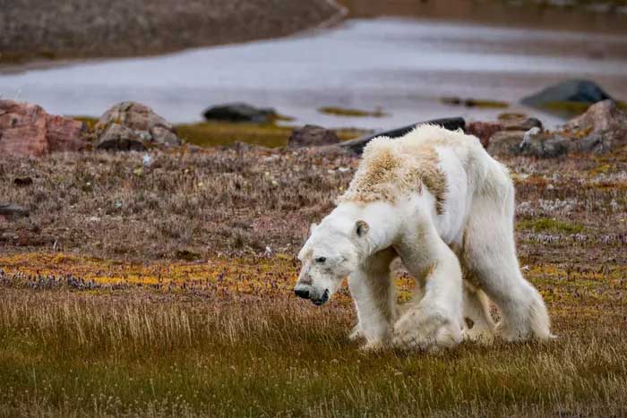 Climate change is impacting flora and fauna across the Arctic.