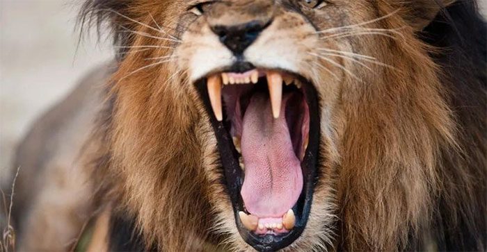 For animals in Africa, human voices are scarier than lions