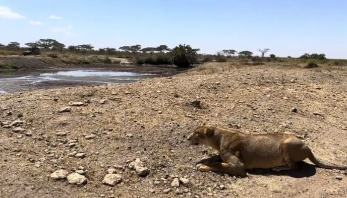 Lioness stalking prey next to a car.