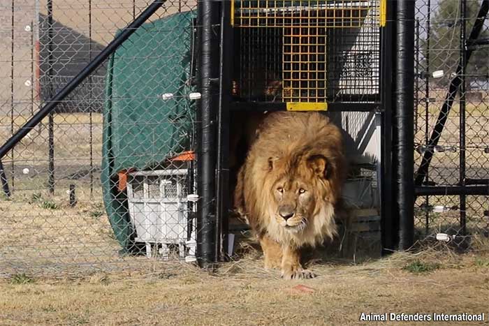 Ruben takes his first steps in his homeland, South Africa after many years