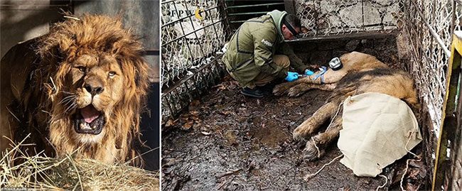 Ruben lived in poor conditions and a cramped cage for 5 years