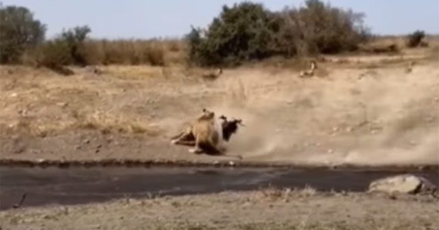 The lioness caught an impala with her sophisticated hunting technique.