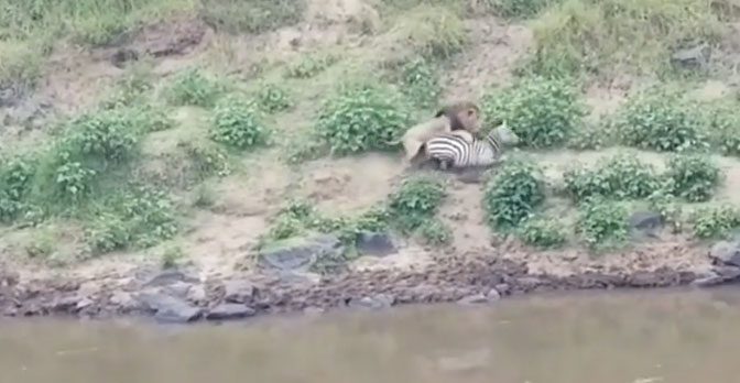 When it saw the heavily injured prey, the lion lunged forward to attack.