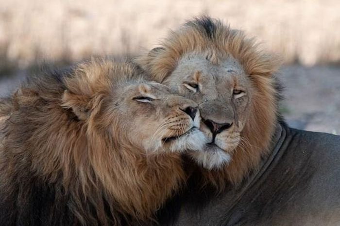 Same-sex sexual behavior has been observed in many animal species.