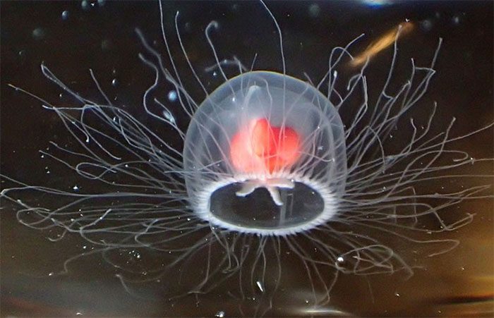 Immortal jellyfish Turritopsis dohrnii.