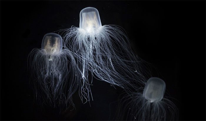 Immortal jellyfish Turritopsis dohrnii