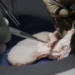 successful graft turns into a large monster gene revolution for patients with brain death 129347