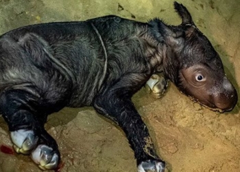 sumatran rhinoceros extremely rare birth in indonesia 130208