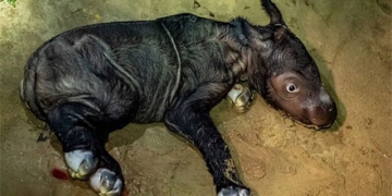 sumatran rhinoceros extremely rare birth in indonesia 130208