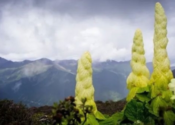 super giant broccoli variety living for decades both food and medicine 131032