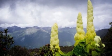 super giant broccoli variety living for decades both food and medicine 131032