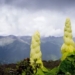 super giant broccoli variety living for decades both food and medicine 131032