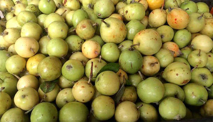 Wild apple is considered a precious medicinal herb of the Northwest region