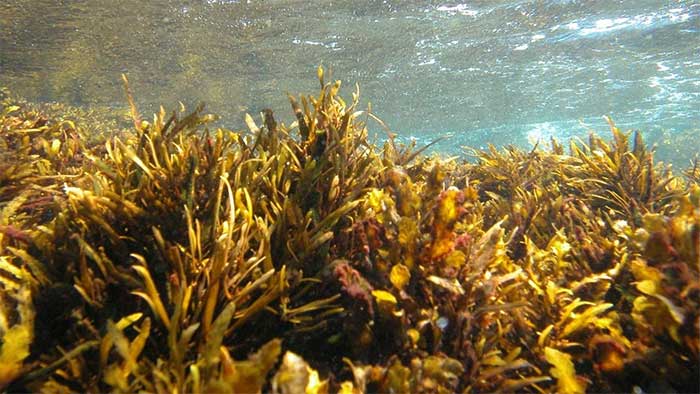 Extract of brown algae may help slow down the aging process of human skin.