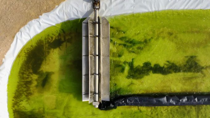 Algae thriving in the pilot tanks of Brilliant Planet's facility in southern Morocco.