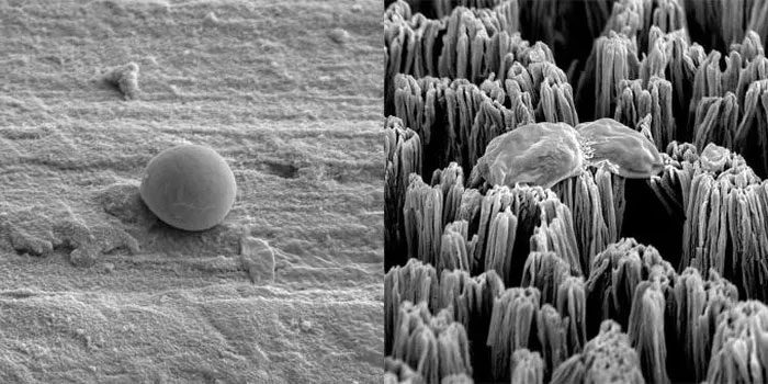 A Candida cell intact on a polished titanium surface